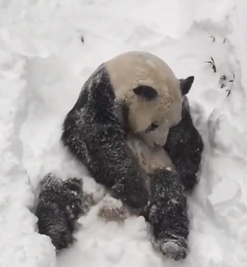 El oso panda Tian Tian vive en el parque zoológico nacional de Washington DC