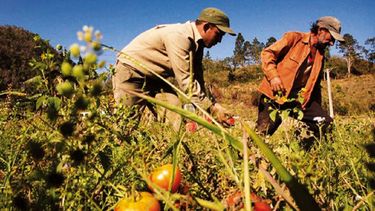 Cosecha de alimentos en América Latina