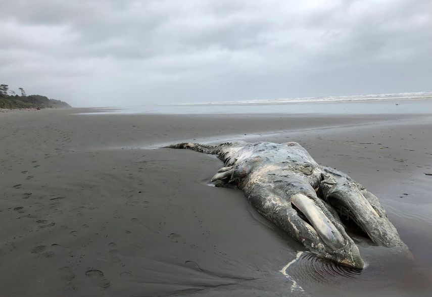 En esta fotografía tomada el 24 de mayo de 2019 se muestra el cadáver de una ballena gris en la costa de la Península Olímpica, en el Parque Nacional Olympic, de Washington.