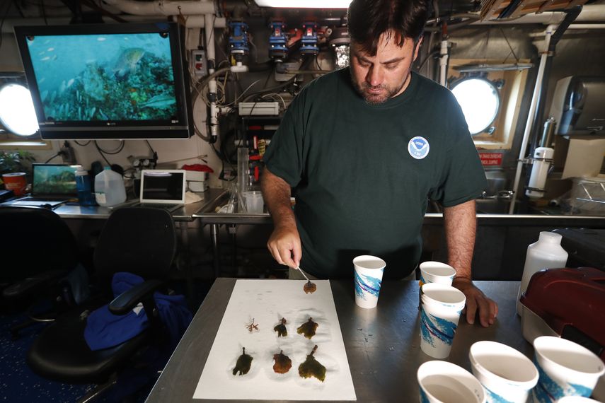 Craig Aumack, profesor asistente de biolog&iacute;a en la Universidad Sure&ntilde;a de Georgia, se prepara para prensar muestras de algas recogidas en Grays Reef, en el laboratorio h&uacute;medo a bordo del barco de la NOAA Nancy Foster, a unas 20 millas de la costa de Georgia, Estados Unidos, el mi&eacute;rcoles 7 de agosto de 2019.