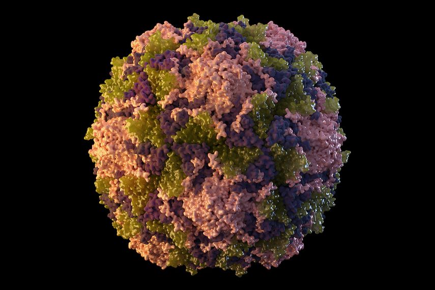 Ilustración de 2014 provista por los Centros para el Control y la Prevención de Enfermedades de Estados Unidos (CDC, por sus siglas en inglés) que representa una partícula del virus de poliomielitis.