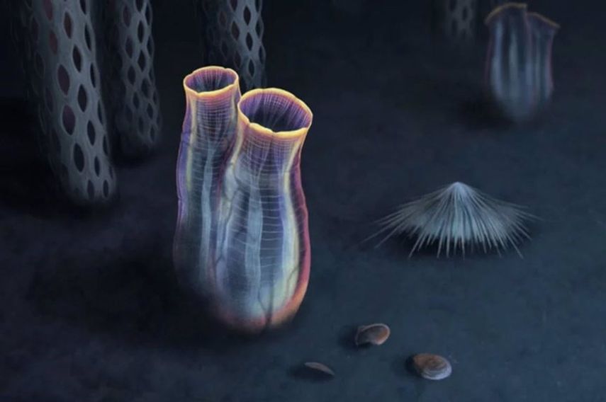 Reconstrucción artística del fósil Megasiphon thylakos.&nbsp;