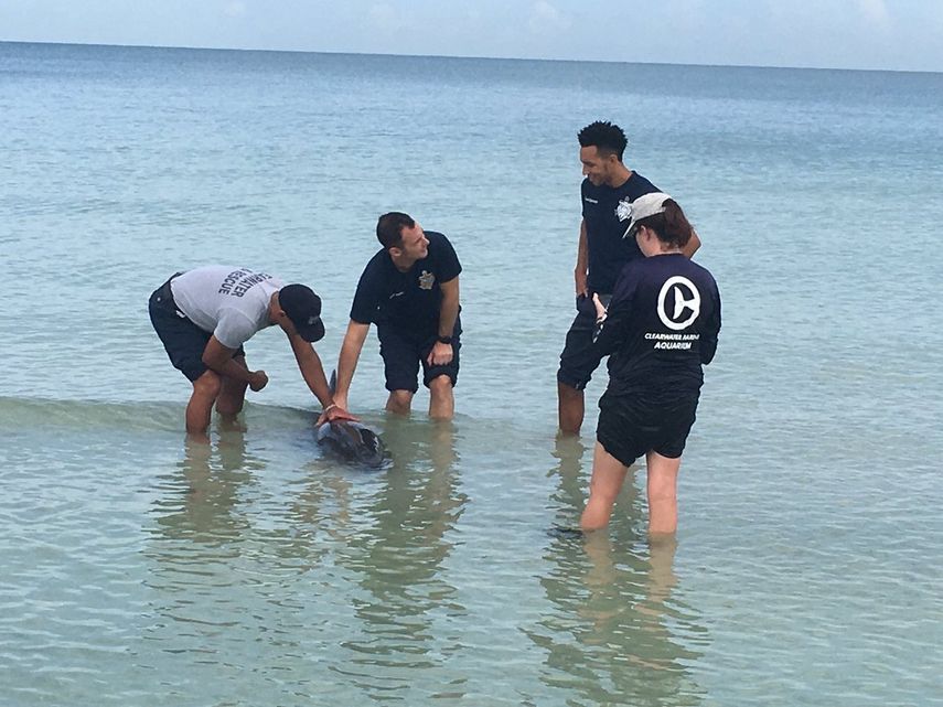 Las ballenas con cabeza de melón se parecen mucho a los delfines y generalmente viven en aguas más profundas.