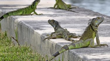 En esta fotografía de archivo del 24 de junio de 2018, iguanas se reúnen en un rompeolas en el barrio Three Islands de Hallandale, Beach, Florida.&nbsp;