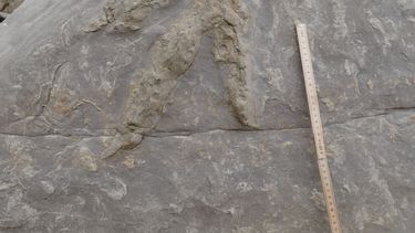 Más de 85 huellas de dinosaurios bien conservadas, hechas por al menos siete especies diferentes, han sido localizadas por investigadores de Cambridge en la costa sur inglesa.