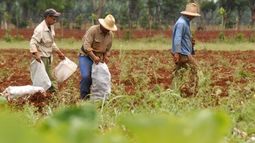 Régimen cubano establece la declaración jurada sobre los ingresos personales por los propietarios o usufructuarios, tenedores de ganado y productores individuales de alimentos de origen animal o vegetal.