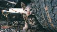 Gatos que viven en las calles.&nbsp;