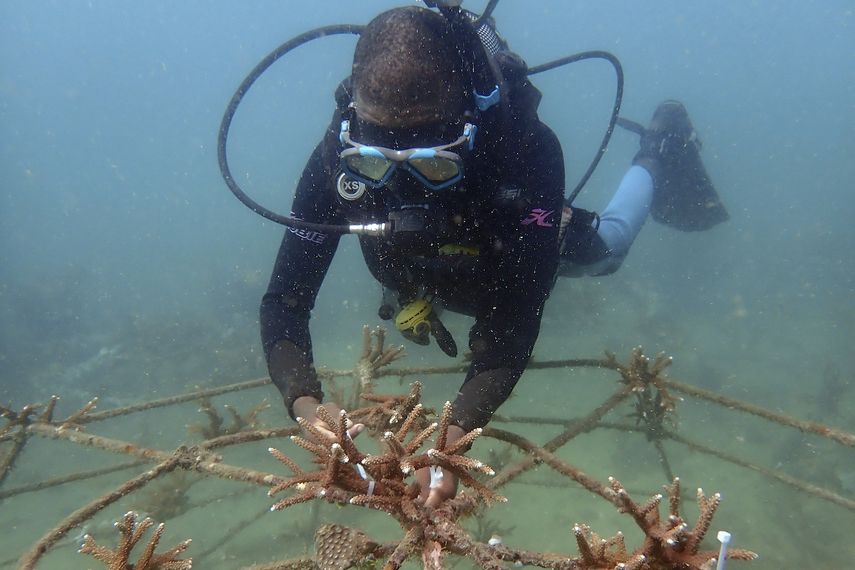 El especialista en restauración de arrecifes de coral Dosa Mshenga Mchambi trabaja en una estructura artificial de arrecife en el océano Índico, en Shimoni, Kenia, el 13 de junio de 2022.