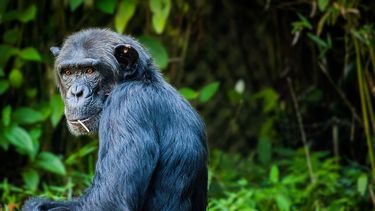 Imagen de referencia a un Chimpancés.