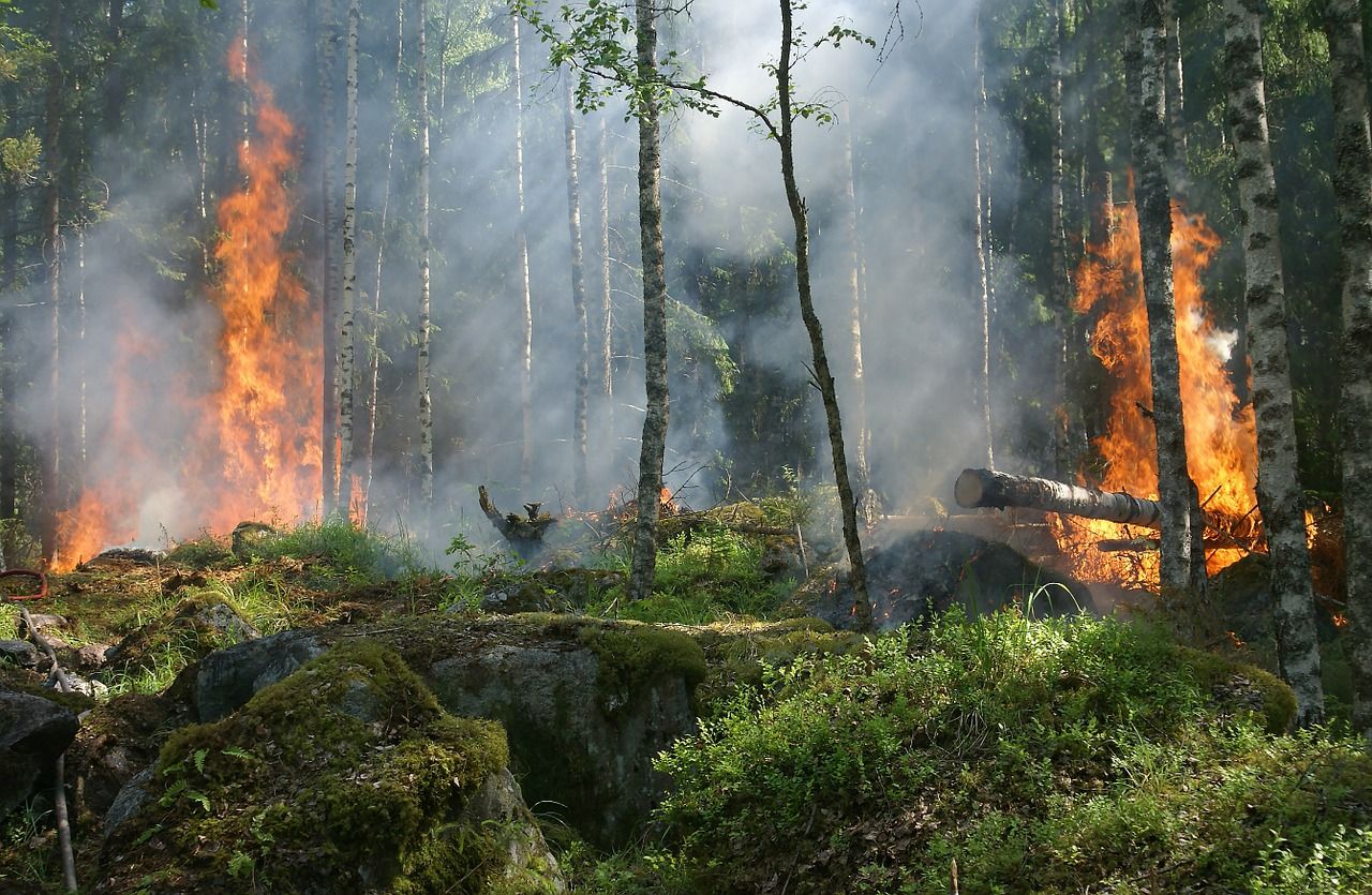 Récord de CO2 emitido por incendios forestales en el hemisferio norte Récord de CO2 emitido por incendios forestales en el hemisferio norte