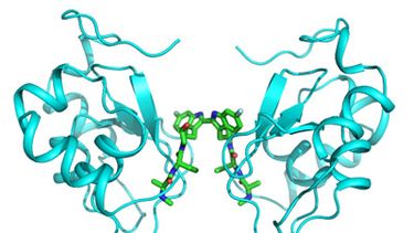 Actividad del Birinapant. Foto cortesía de tetralogicpharma.com