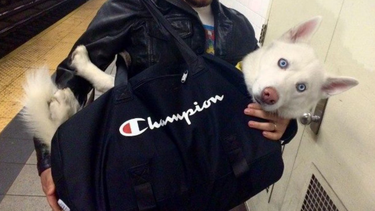 en metro de nueva york no se permiten perros, salvo que vayan en una bolsa
