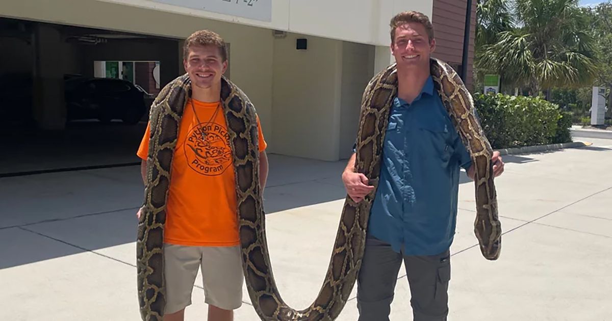 Capturan la pitón birmana más larga en Florida