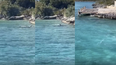 Una serie de capturas de pantalla de videos tomados en Bahamas durante el encuentro del perro con el tiburón martillo.&nbsp;