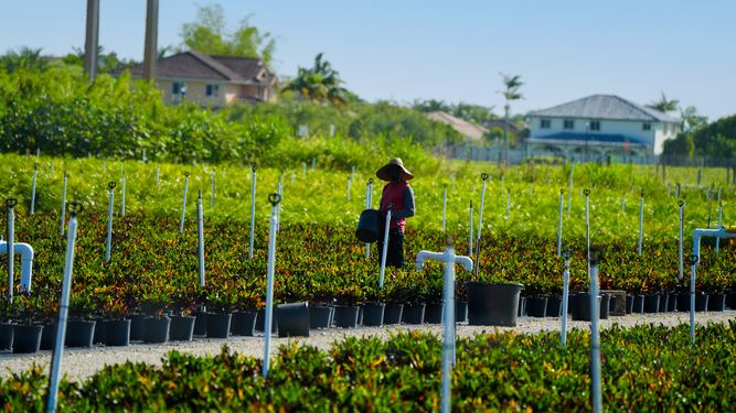 Un trabajador del campo realiza sus labores en una finca cercana a Homestead.