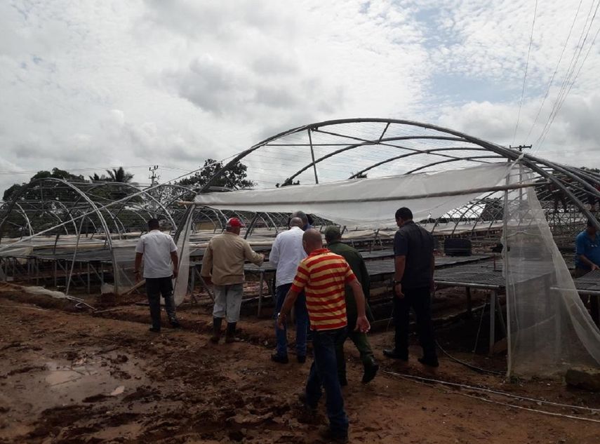 Los canteros de tabaco en Pinar del Río están entre los más afectados por el paso del huracán Michael por el occidente de Cuba.