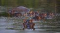 Hipopótamos bañándose en un lago del Parque Tamático Hacienda Nápoles en Puerto Triunfo, Colombia, el 12 de febrero del 2020. Hipopótamos bañándose en un lago del Parque Tamático Hacienda Nápoles en Puerto Triunfo, Colombia, el 12 de febrero del 2020.