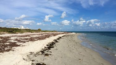   Ese mismo día los vigilantes rescataron a 73 personas de las aguas de Ormond Beach, en el condado de Volusia, debido a la fuerte y peligrosa resaca que se registró.