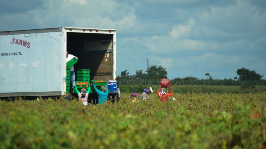 Cultivo de tomate en las inmediaciones de Homestead, al sur del condado Miami-Dade