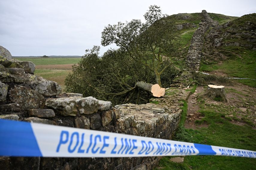 El árbol talado de Sycamore Gap se muestra detrás de un cordón policial, a lo largo del Muro de Adriano, cerca de Hexham, en el norte de Inglaterra, el 28 de septiembre de 2023.