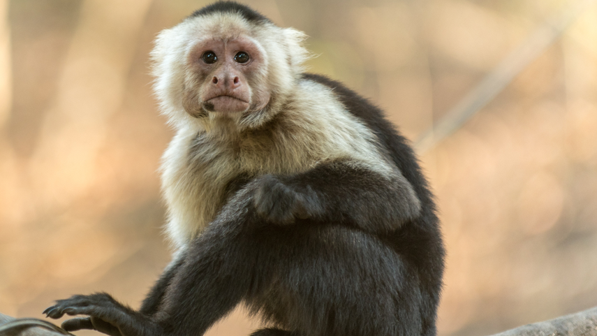 Detienen en aeropuerto de Tailandia a un hombre con 17 animales en sus maletas
