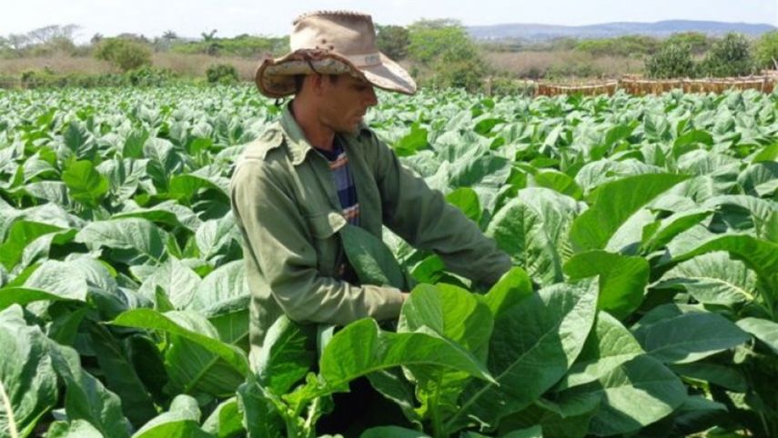Vista de una plantación de tabaco en el oriente de Cuba