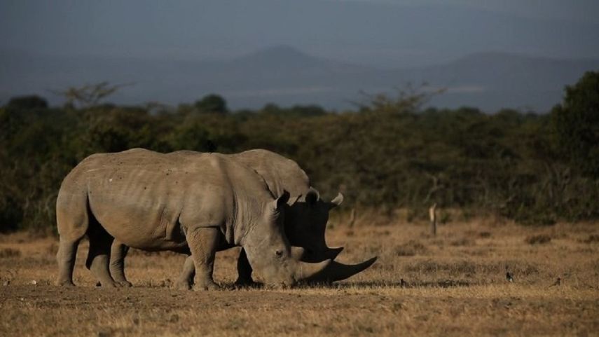 El rinoceronte blanco del norte, una subespecie africana, diezmada por la caza furtiva y de la que apenas quedan dos hembras.