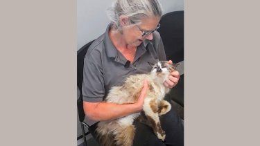 En esta foto, proporcionada por la Sociedad Protectora de Animales de Charleston, Jennifer Ravenel acaricia a su gato, Sam, cuando se reencontraron después de 11 años, el lunes 12 de agosto de 2024, en las instalaciones de la sociedad en Carolina del Sur.&nbsp;