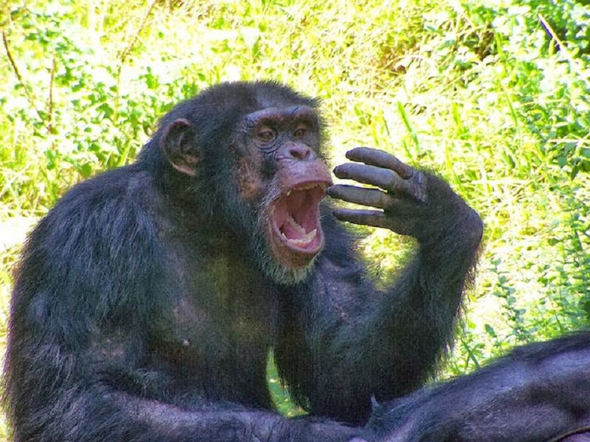 Los científicos dedujeron que los chimpancés no necesitan conocer al emisor del estímulo para sentir empatía. (Archivo)