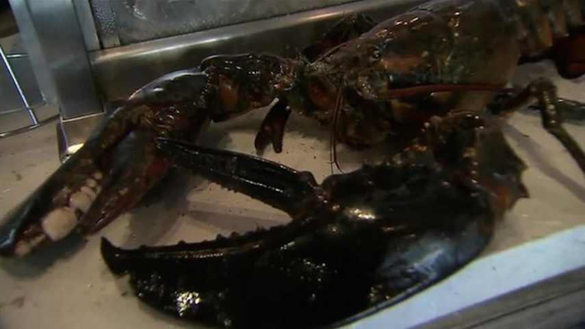 Larry, como fue llamada la longeva langosta fue envuelta en mantas frías para poder realizar el traslado (CAPTURA DE PANTALLA/LOCAL10)