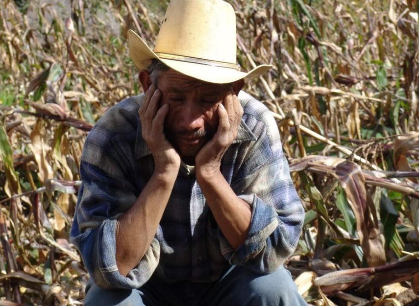 Imagen de un inmigrante trabajador en unos campos de maiz utilizada en la portada del informe Hambre sin fronteras. (ARCHIVO)