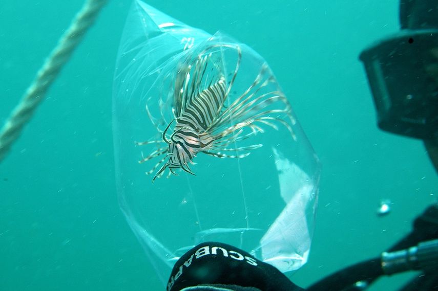 Fotografía cedida por la Comisión para la Conservación de la Pesca y la Vida Salvaje de Florida (FWC, por su sigla en inglés) del venenoso pez león, que se ha convertido en un invasor de las aguas costeras de Florida y un depredador temible de numerosas especies nativas que las habitan.&nbsp;