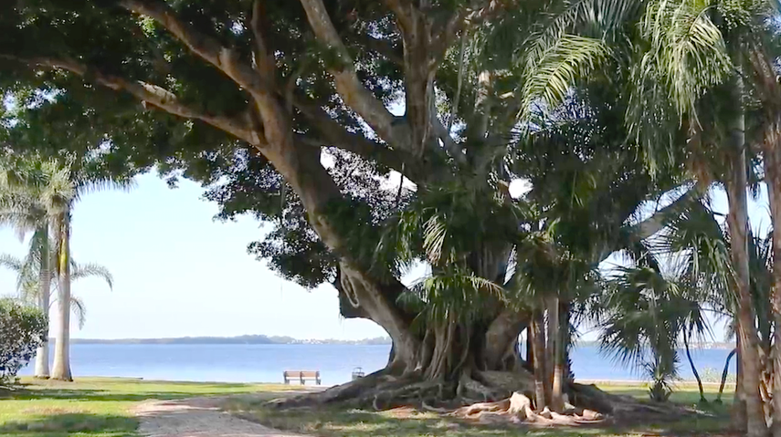 El enorme ficus se encuentra en el parque Snell Family de Fort Myers. 