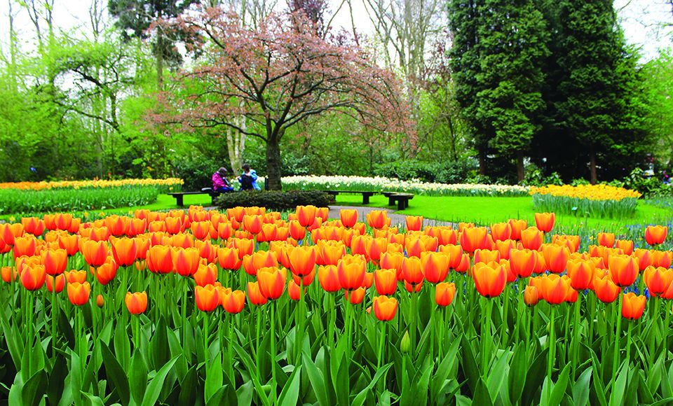 En Holanda los tulipanes llegan con la primavera