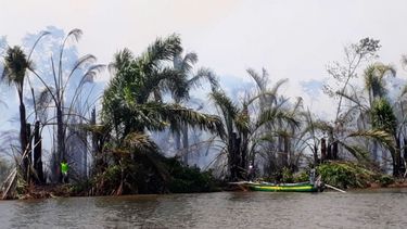 La reserva Indio Maíz, en Nicaragua, tiene amplias extensiones de yolillales, una especie de palma con alto contenido de aceite.