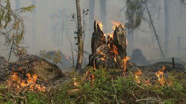 Incendio forestal consume 310 hectáreas en el centro de México (Imagen Referencial)