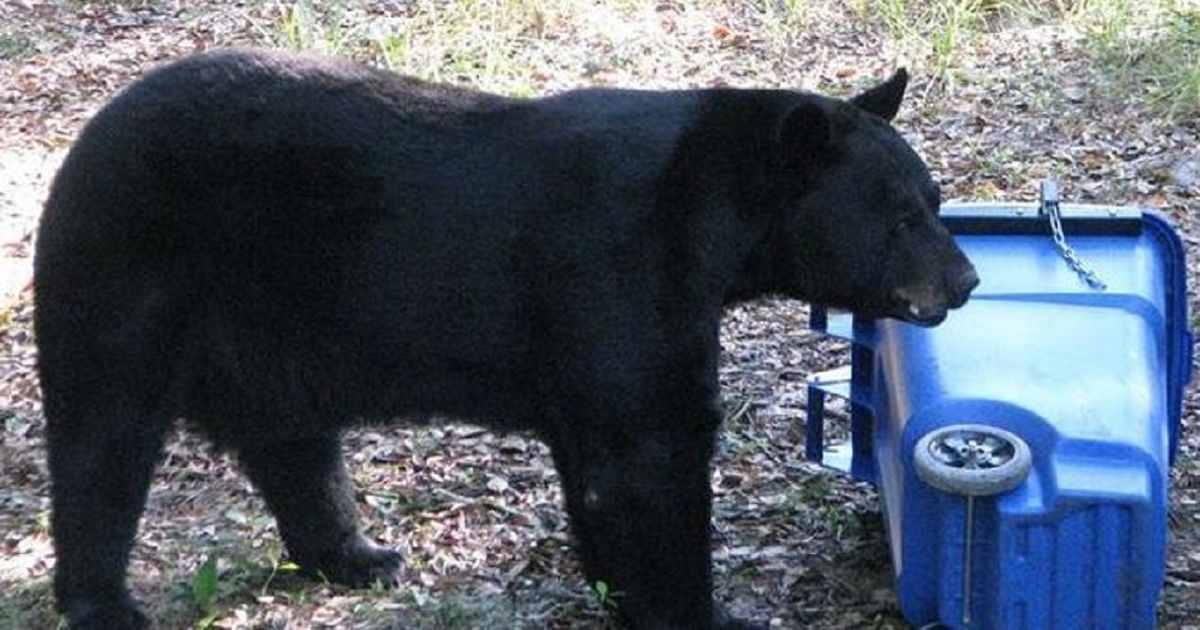 Fuerte debate en Florida por propuesta para reanudar cacería de osos negros