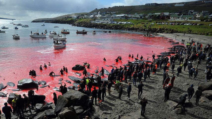 La gente se reúne frente al mar, de color rojo, durante una caza de ballenas piloto en Torshavn, Islas Feroe, el 29 de mayo de 2019.&nbsp;