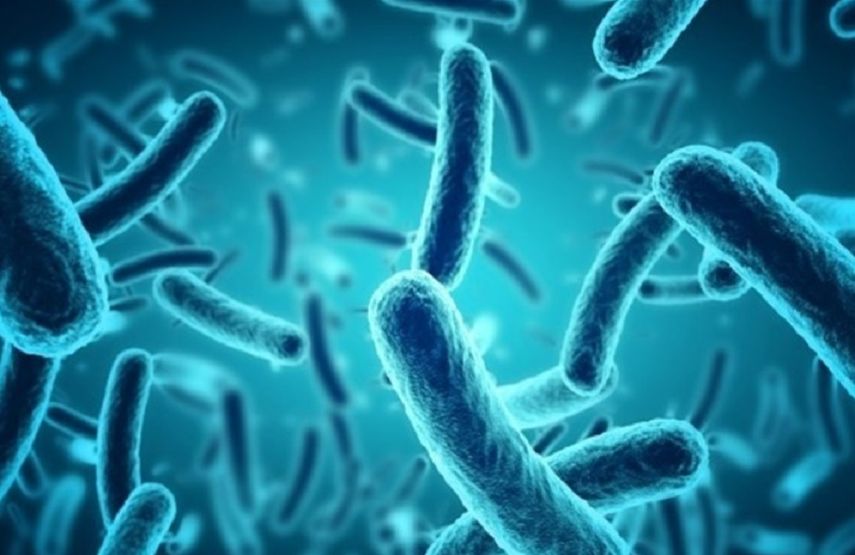 Desde la OMS se tienen certezas sobre la propagación de una epidemia a nivel internacional que sería provocada por un patógeno.