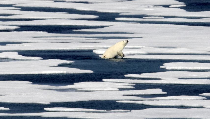Un oso polar sale del agua para caminar sobre el hielo en el estrecho de Franklin en el Archipiélago Ártico Canadiense.&nbsp;