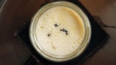 Siguiendo un método tradicional búlgaro de elaboración de yogur, los investigadores añadieron cuatro hormigas del bosque vivas a un tarro de leche caliente. &nbsp; &nbsp;