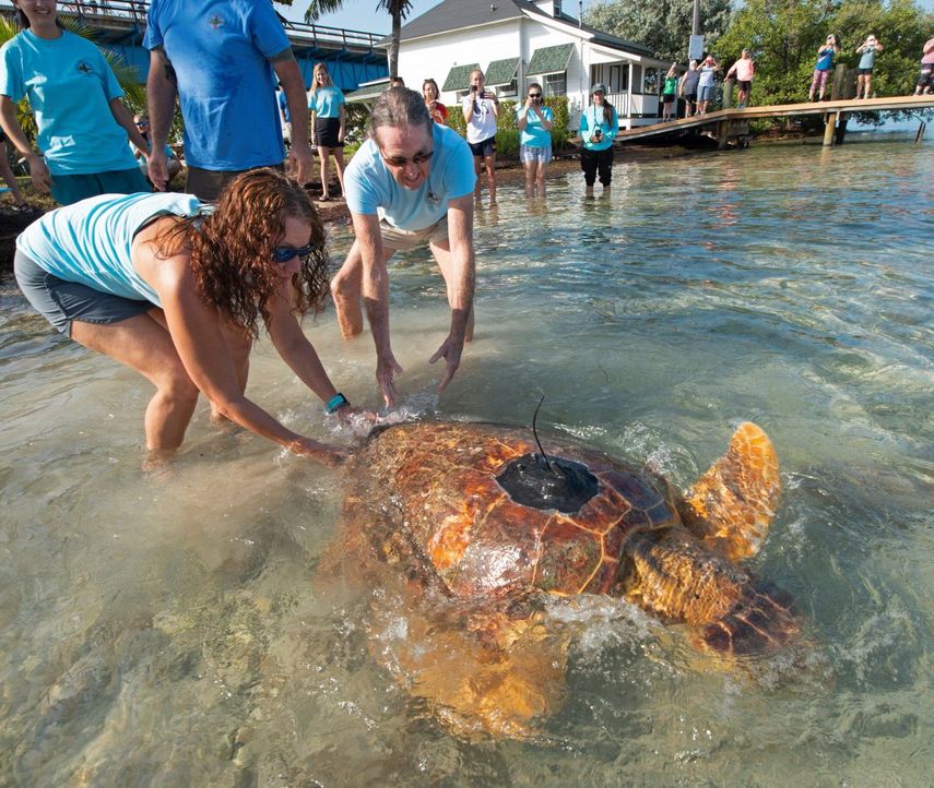 Bette Zirkelbach, a la izquierda, y Richie Moretti, a la derecha, del Hospital de Tortugas de los Cayos de Florida, introducen en el agua a Sheldon, una tortuga boba macho, el viernes 18 de febrero de 2022, frente al cayo Pigeon, cerca de Marathon, Florida.