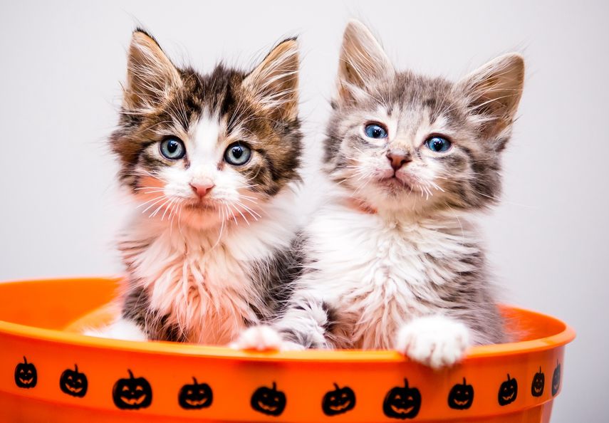 Best Friends Animal Society comparte consejos para disfrutar Halloween con las mascotas.&nbsp;