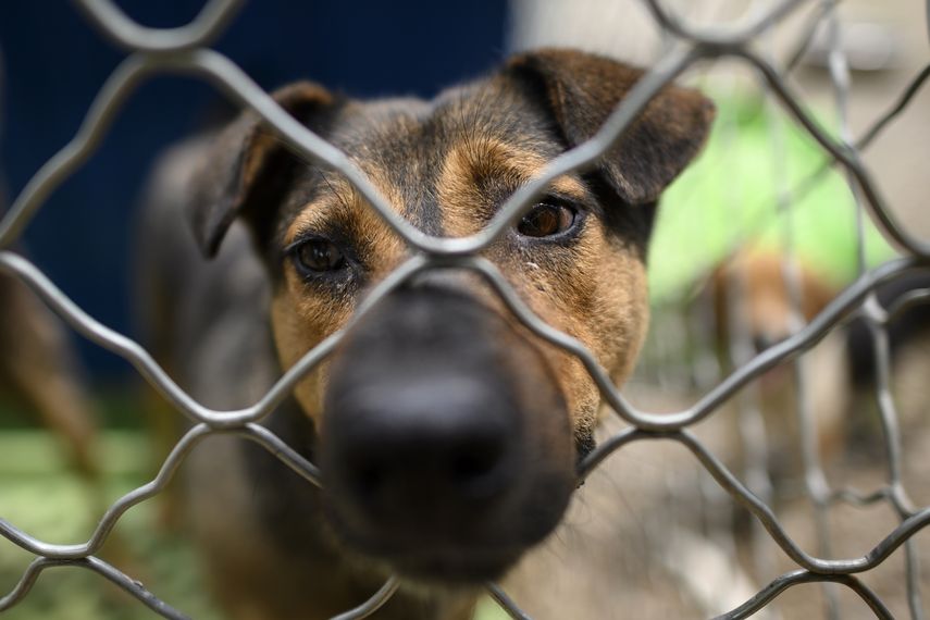 Foto tomada el 22 de junio de un perro rescatado&nbsp;en un refugio en las afueras de Beijing, China, dirigido por la ONG No Dogs Left Behind.