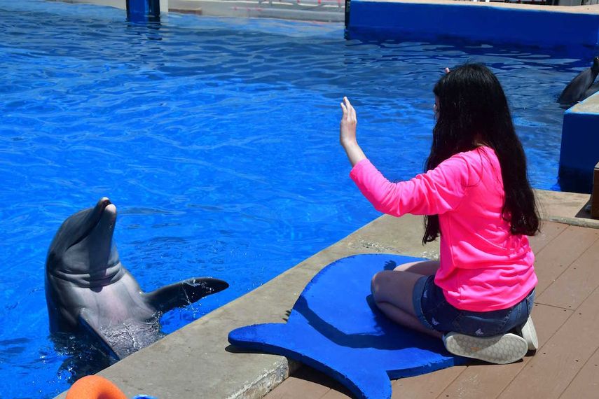En Marineland Dolphin Adventure puede interactuar con los delfines.&nbsp;