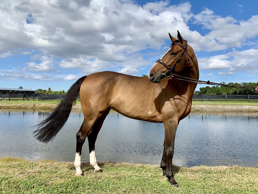 Quilina, uno de los catorce caballos de salto confiscados a Alejandro Andrade, quien fue guardaespaldas de Hugo Chávez y tesorero nacional de Venezuela.