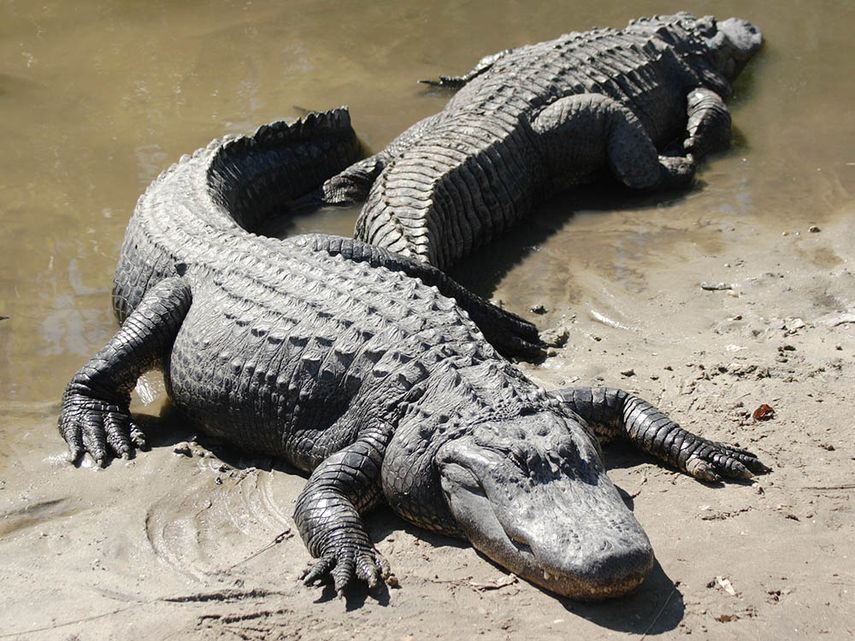 Tras un seguimiento de tres años, los investigadores encontraron que los cocodrilos no atacaron a los humanos. (Wikimedia)
