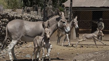 Ita, al frente, y Lucrecia, a la derecha, ambas hembras de asnos salvajes somalíes nacidas en enero de 2021, juegan cerca de sus madres Maya, detrás a la derecha, y Lucrecia, en su recinto del Zoológico de Buin el día en que los bebés son presentados al público en Santiago, Chile, viernes 22 de enero de 2021. Según Alberto Duarteand, gerente del zoológico de Buin, el asno salvaje somalí es una especie en peligro crítico, que enfrenta un alto riesgo de extinción en estado salvaje.&nbsp;