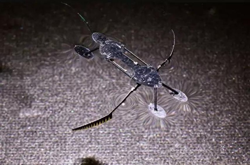 El micro robot del tamaño de un zancudo.