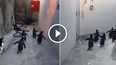 El intento de huida de cinco pingüinos del zoo de Odense, en Dinamarca se ha convertido en todo un fenómeno viral
